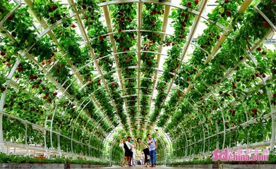 第二十四屆中國(壽光)國際蔬菜科技博覽會開幕，新增夜游項目點亮菜博盛宴